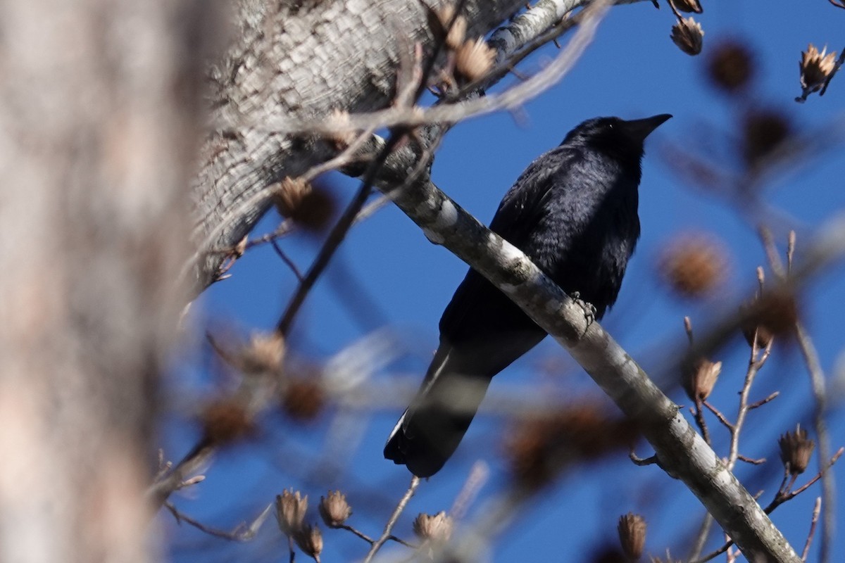 Fish Crow - ML408650201