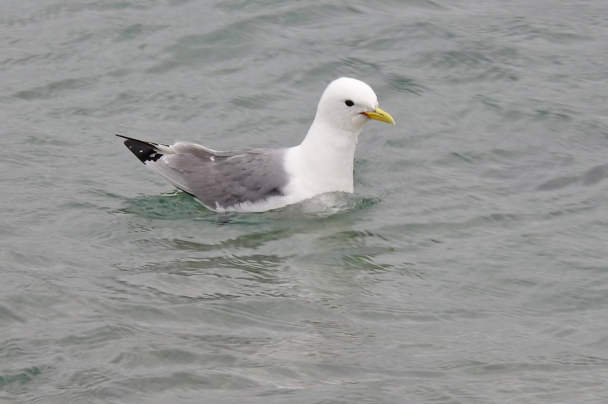 Black-legged Kittiwake - Jean Iron