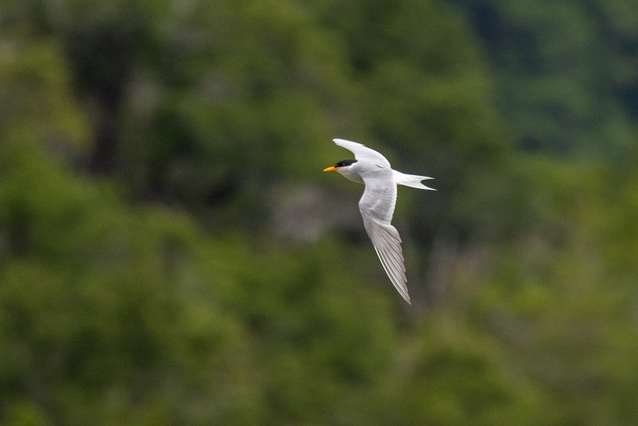Black-fronted Tern - ML408652441
