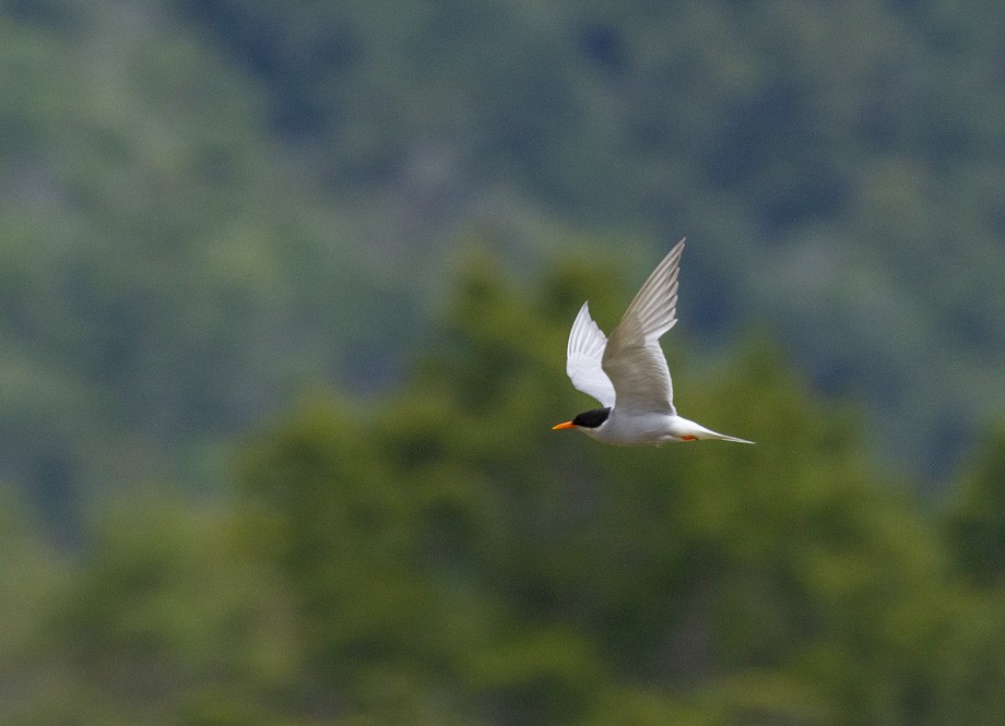 Black-fronted Tern - ML408652461