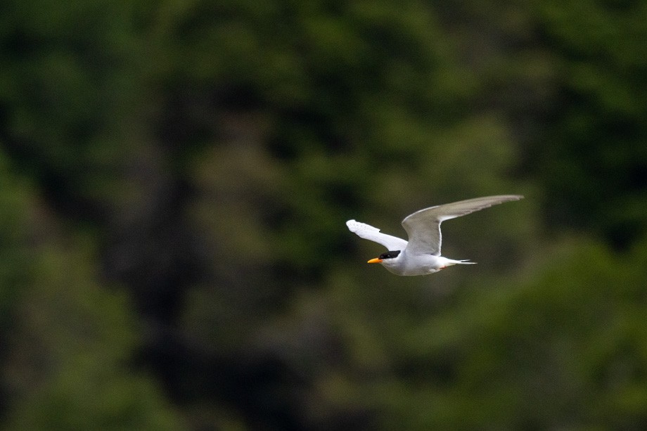 Black-fronted Tern - ML408652511