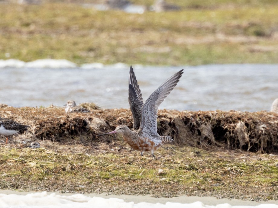 Bar-tailed Godwit - ML408654161