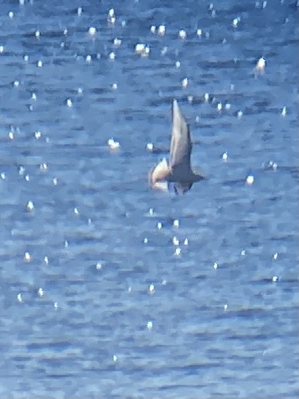 Bonaparte's Gull - ML408655171