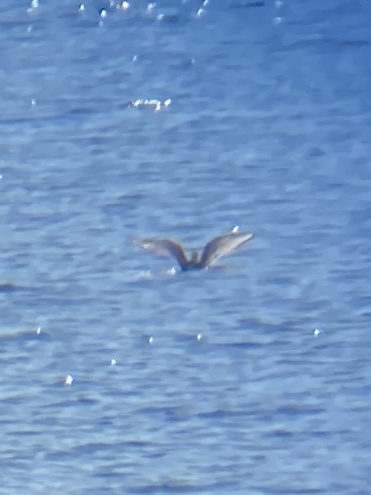 Bonaparte's Gull - ML408655181