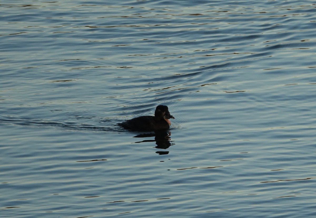 Surf Scoter - ML408656131