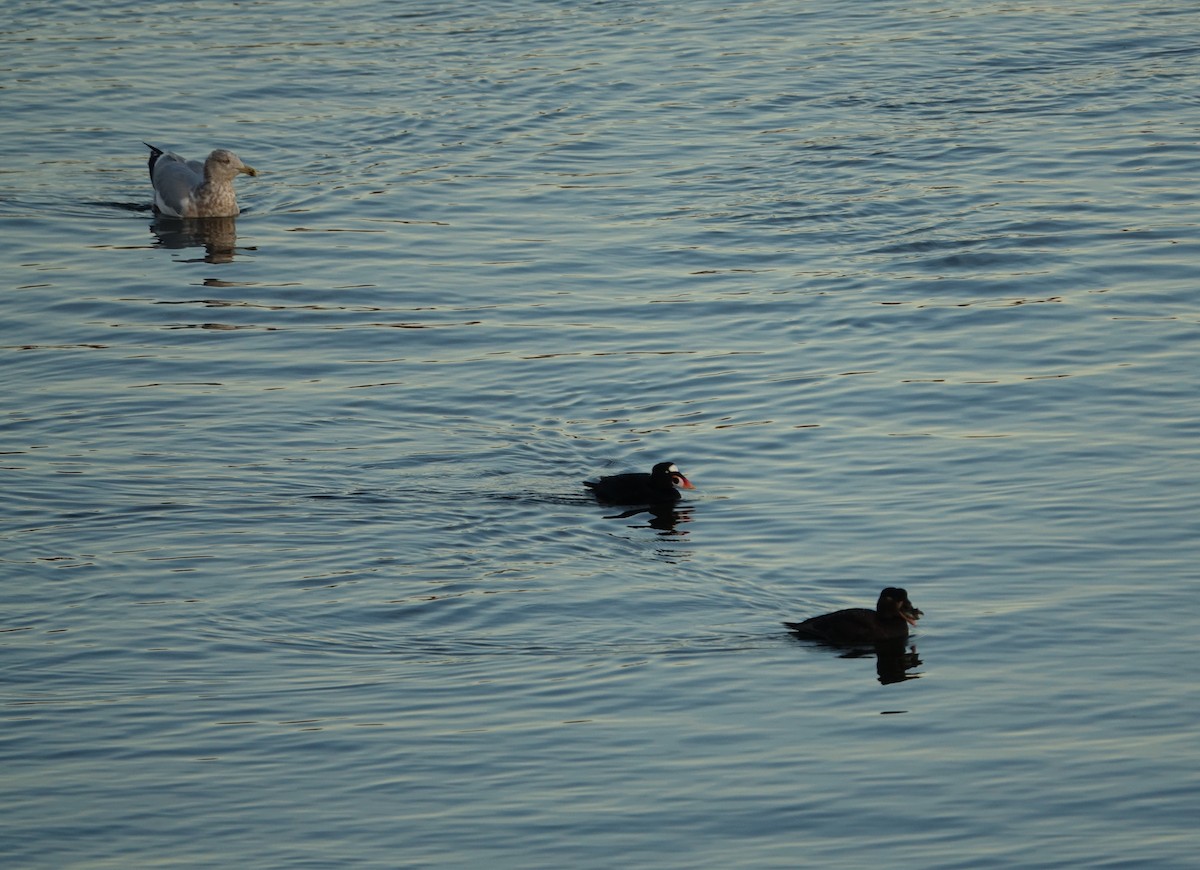 Surf Scoter - ML408656361