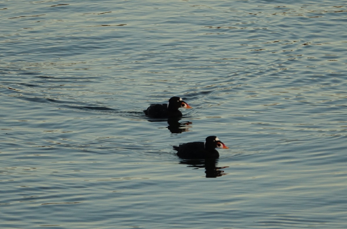 Surf Scoter - ML408656371