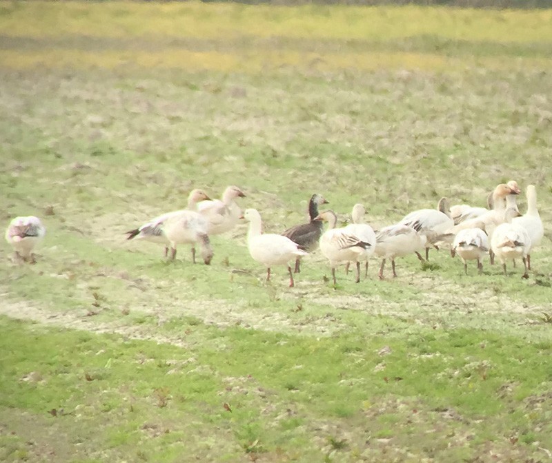 Ross's Goose - Ben Keen