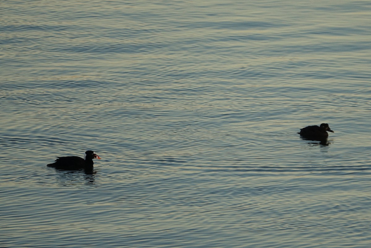 Surf Scoter - ML408656431