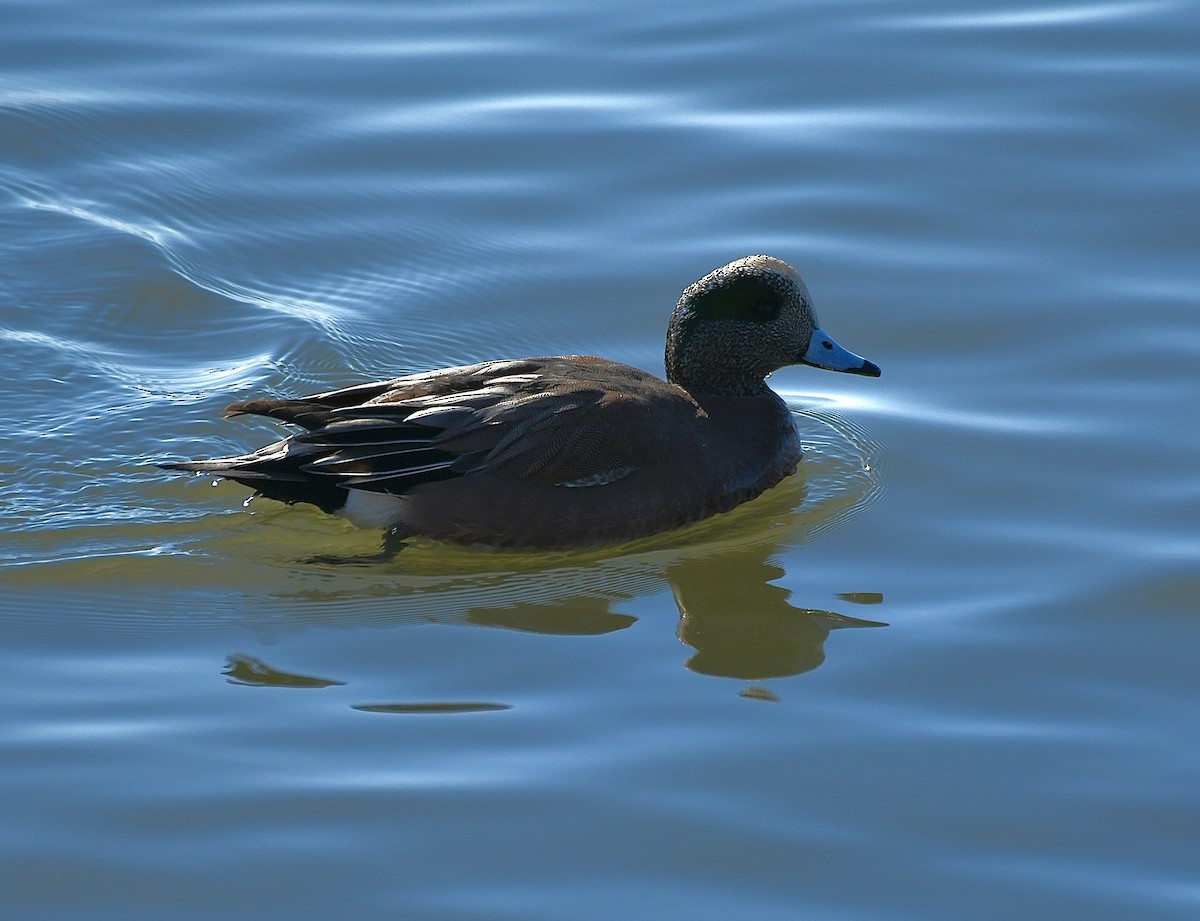American Wigeon - ML408657091