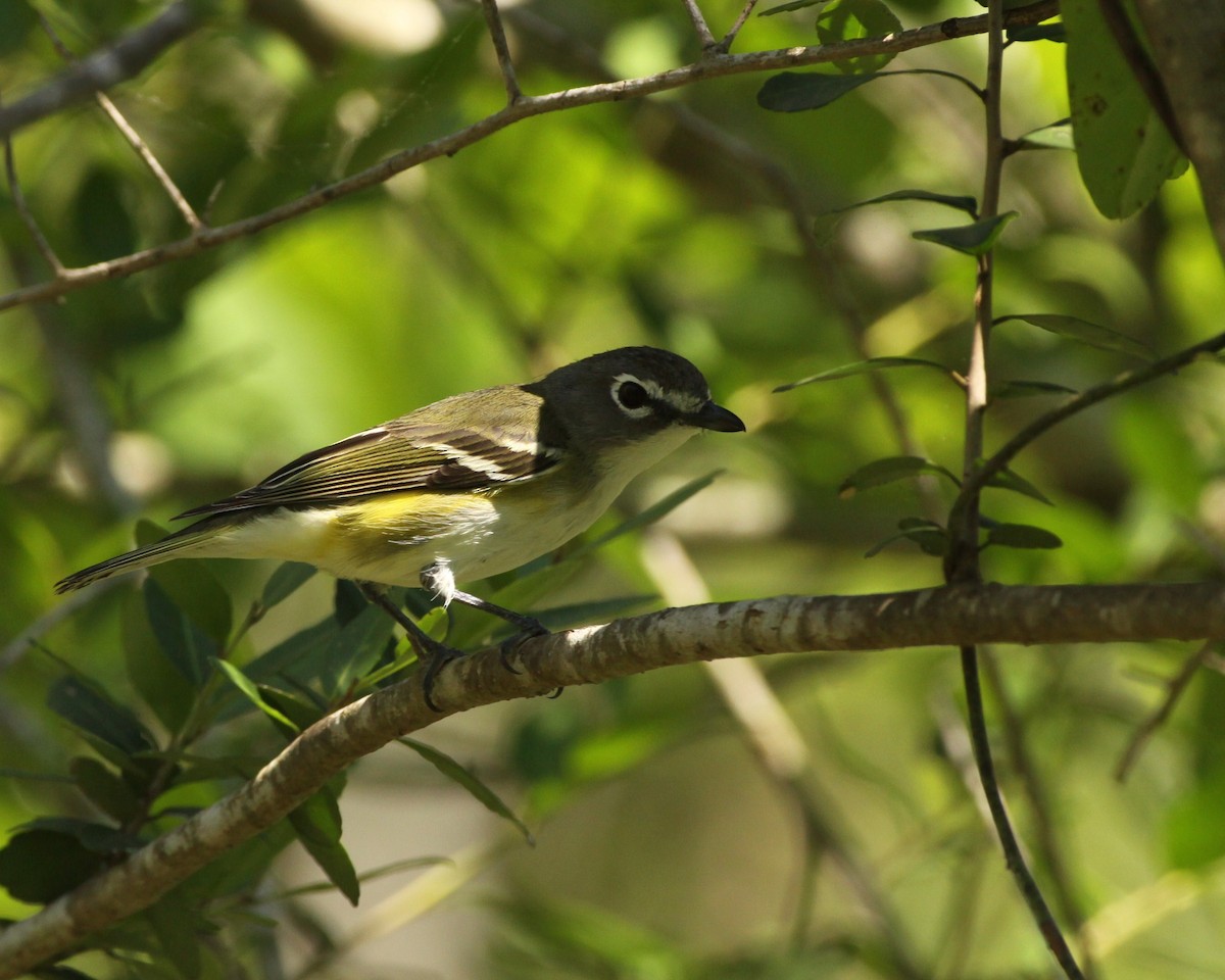 Blue-headed Vireo - John Pike