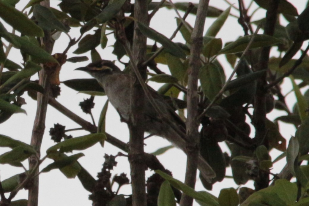 Yellow-faced Honeyeater - ML408660421