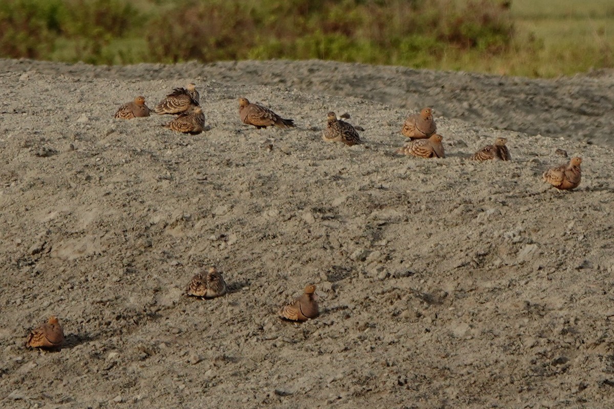 Chestnut-bellied Sandgrouse - ML408662101