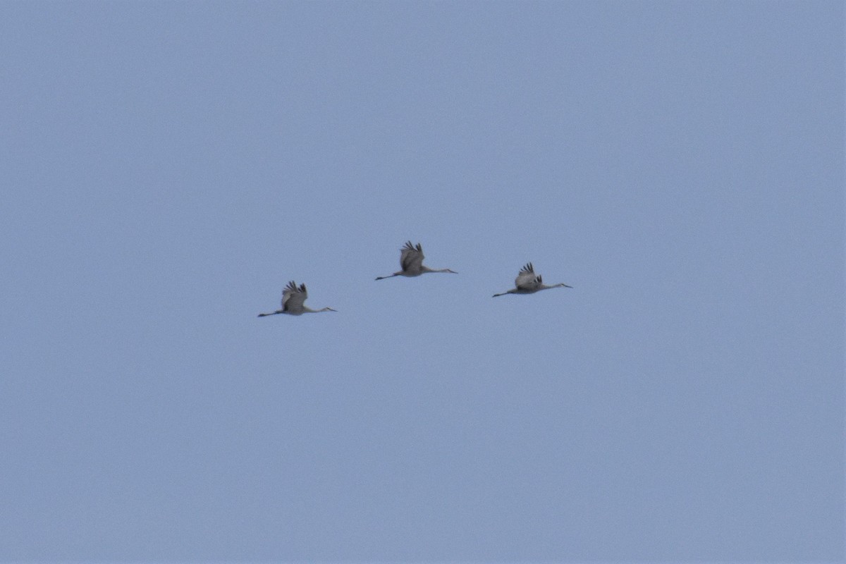 Sandhill Crane - ML408662841