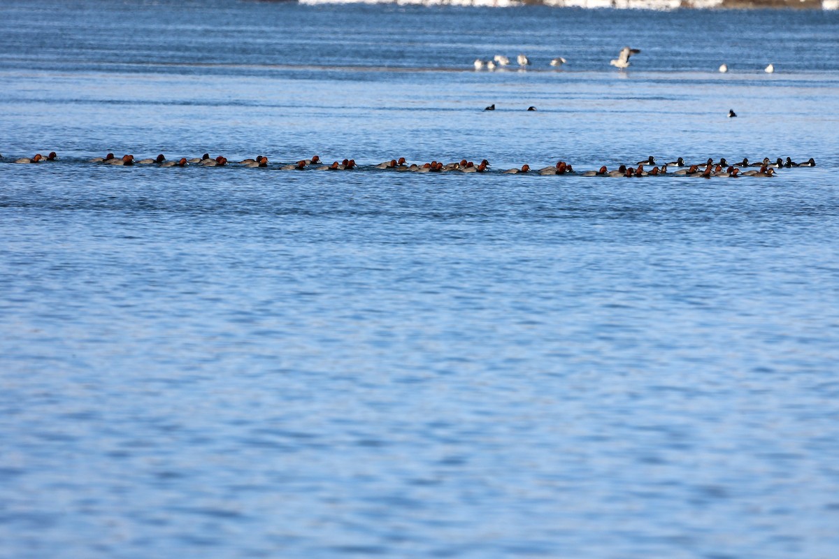 Canvasback - ML408663701