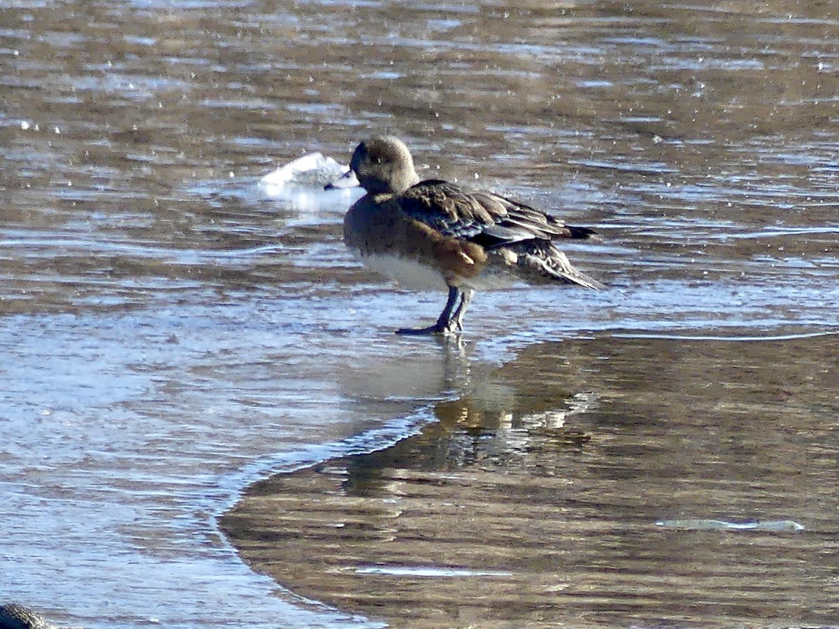 American Wigeon - ML408665051