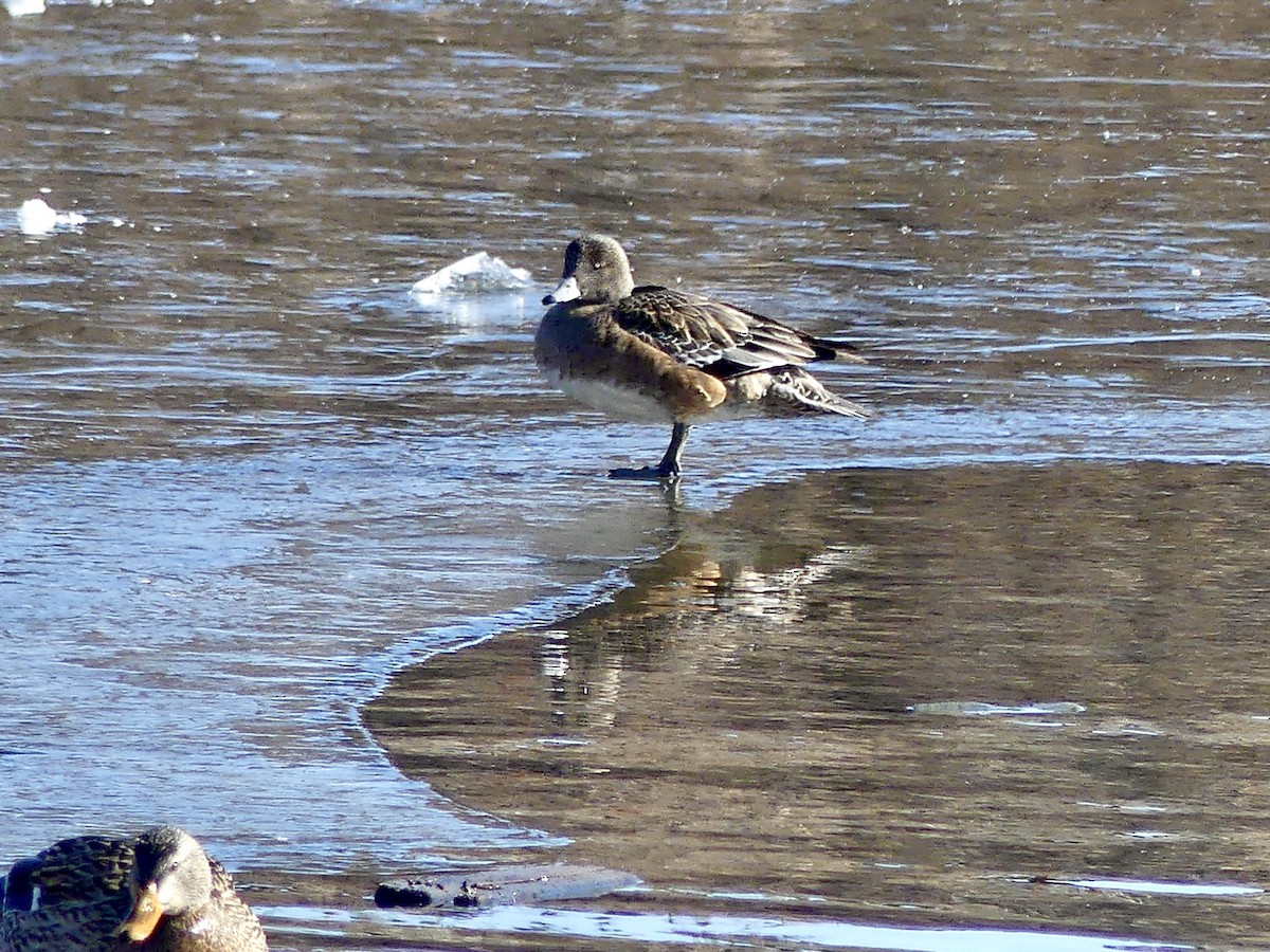 American Wigeon - ML408665081