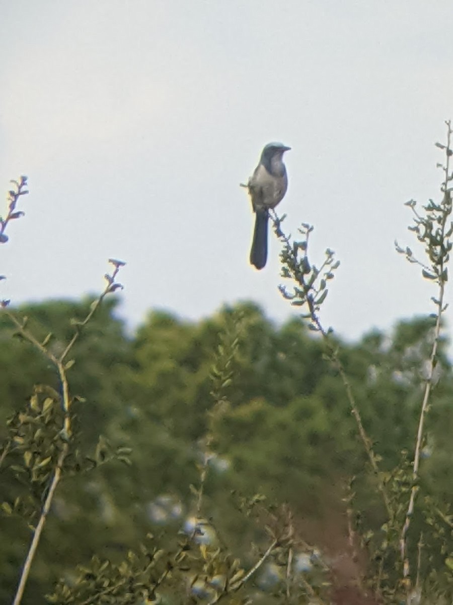 Florida Scrub-Jay - Robert Anderson