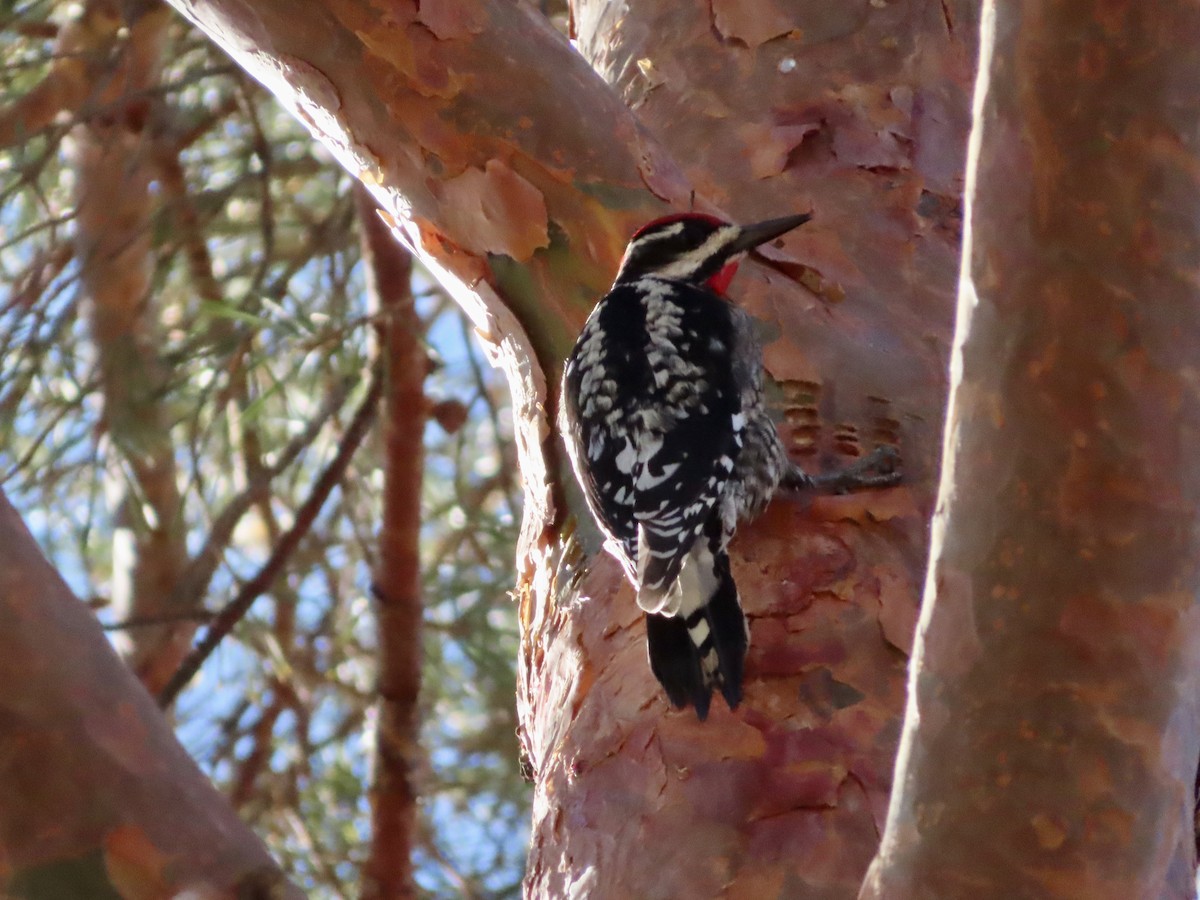 Red-naped Sapsucker - ML408670701