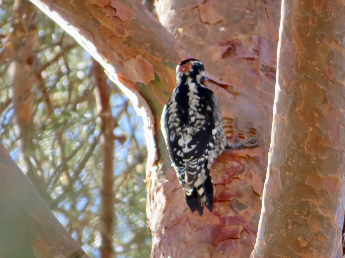 Red-naped Sapsucker - ML408670831