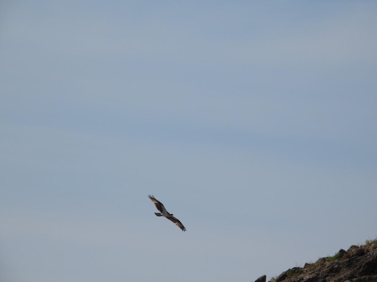 Águila Pescadora - ML408671111