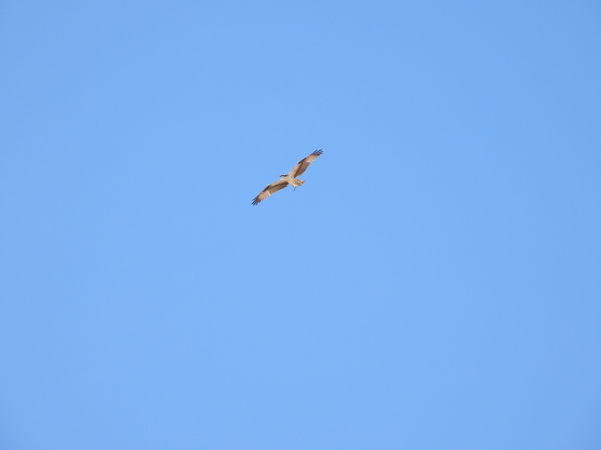 魚鷹 - ML408671121