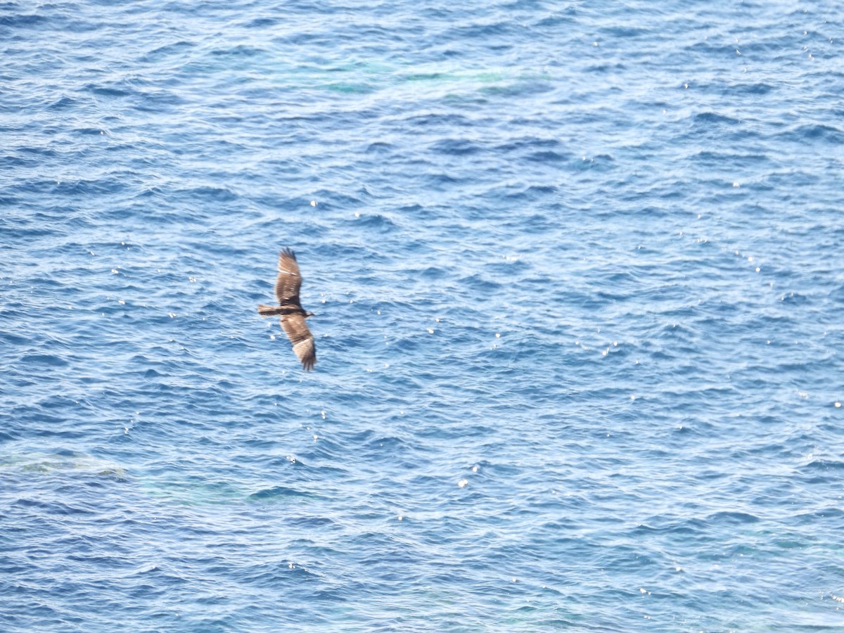 Águila Pescadora - ML408671151