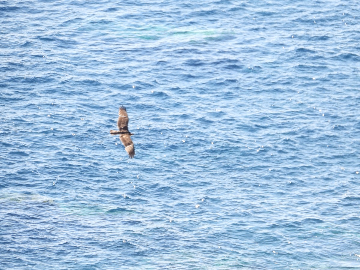 Balbuzard pêcheur - ML408671151