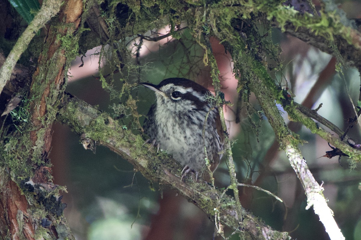 Timberline Wren - Dario Taraborelli