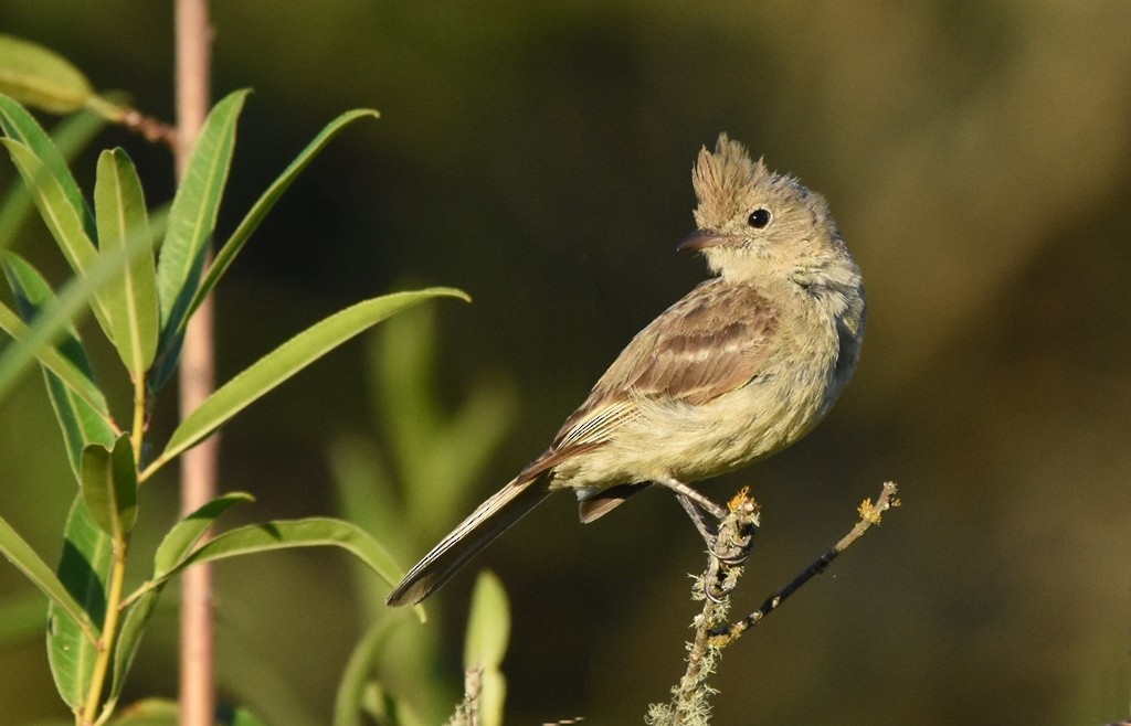 Yellow-bellied Elaenia - ML408674201