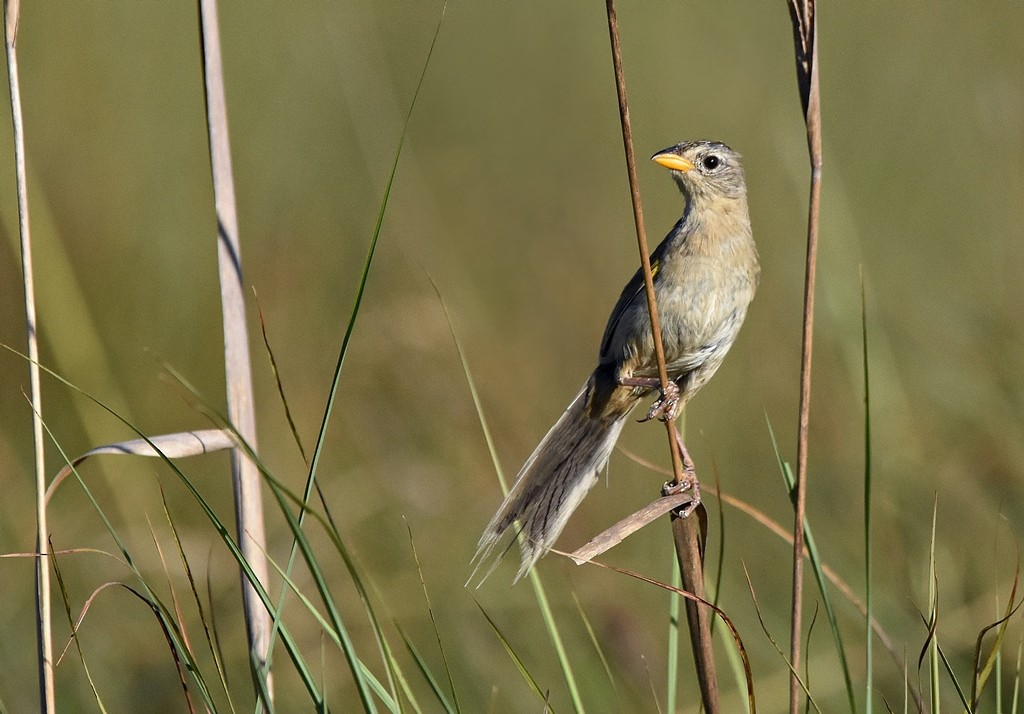 Wedge-tailed Grass-Finch - ML408674501