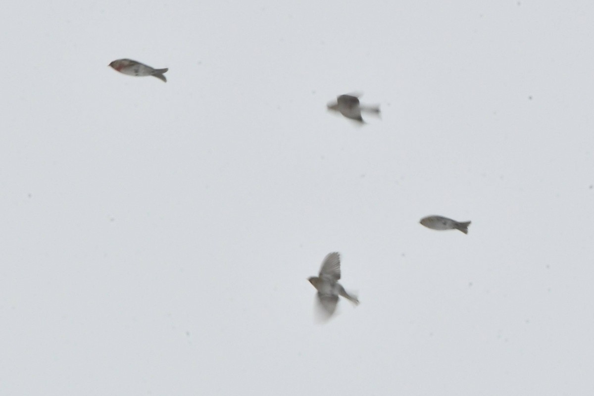 Redpoll (Common) - ML408674641