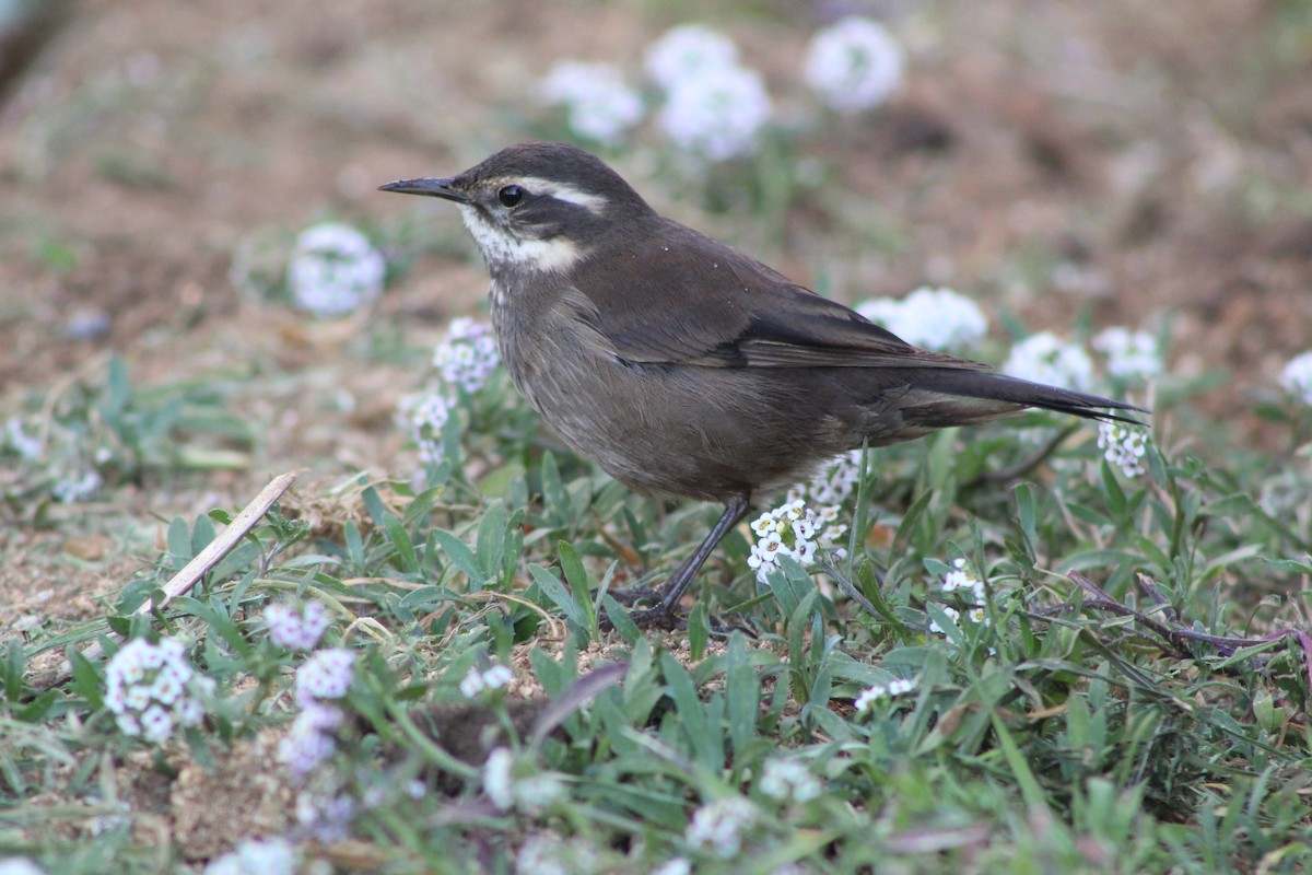 Gray-flanked Cinclodes - José Ignacio Catalán Ruiz