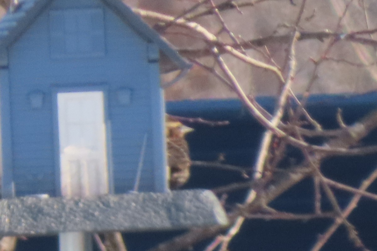 House Sparrow - ML408677361