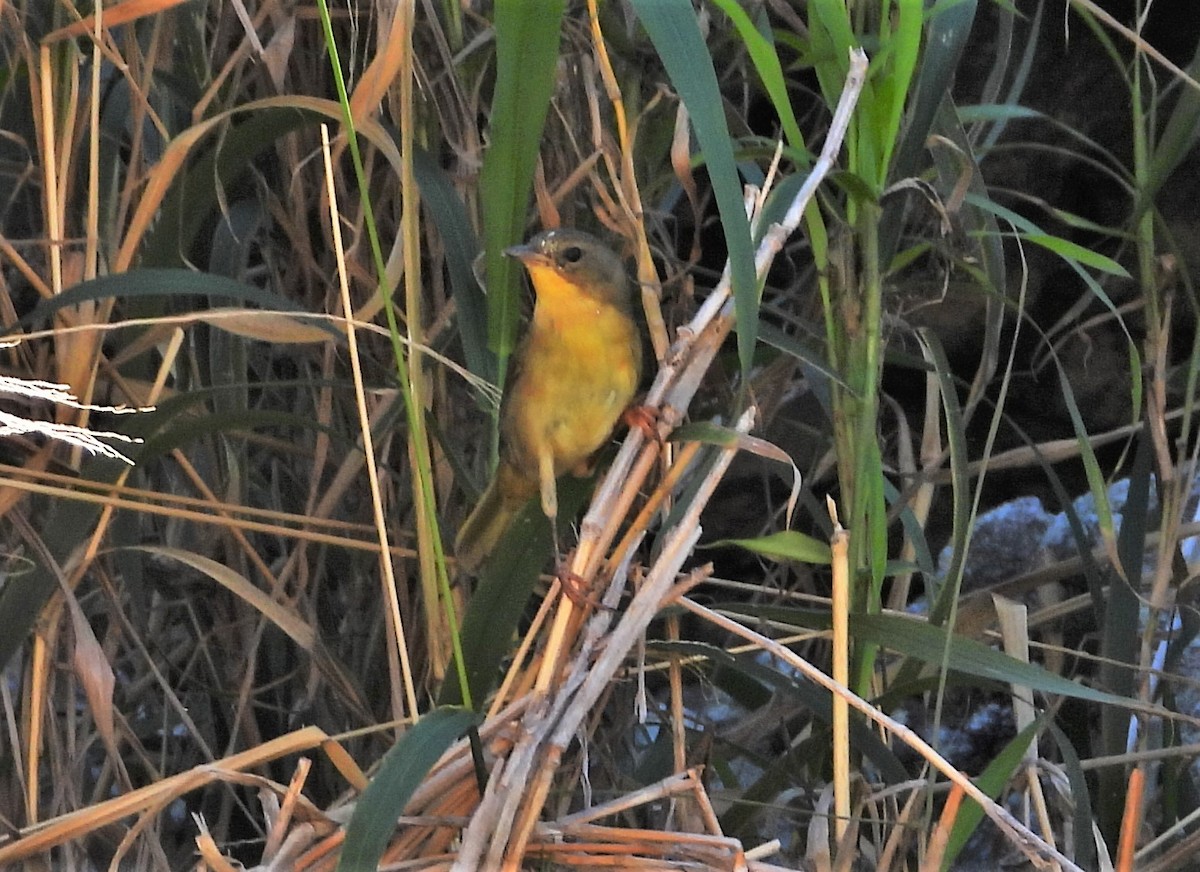 Weidengelbkehlchen [arizela-Gruppe] - ML408677791