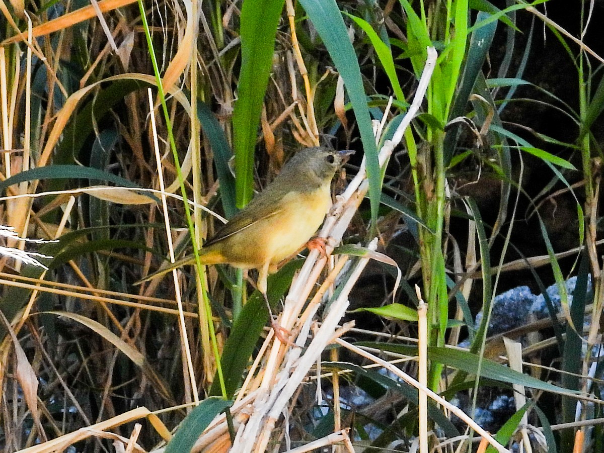 Weidengelbkehlchen [arizela-Gruppe] - ML408677801