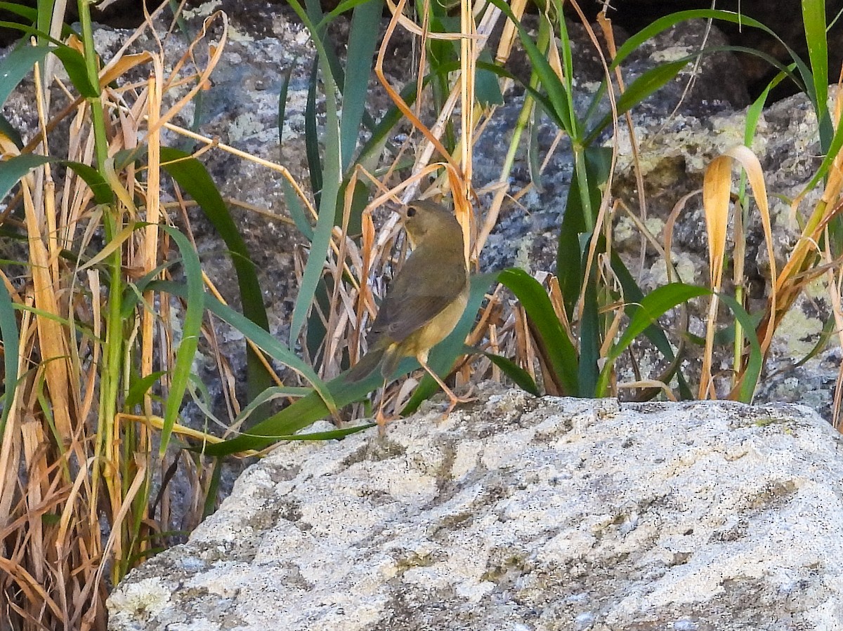 Weidengelbkehlchen [arizela-Gruppe] - ML408677811