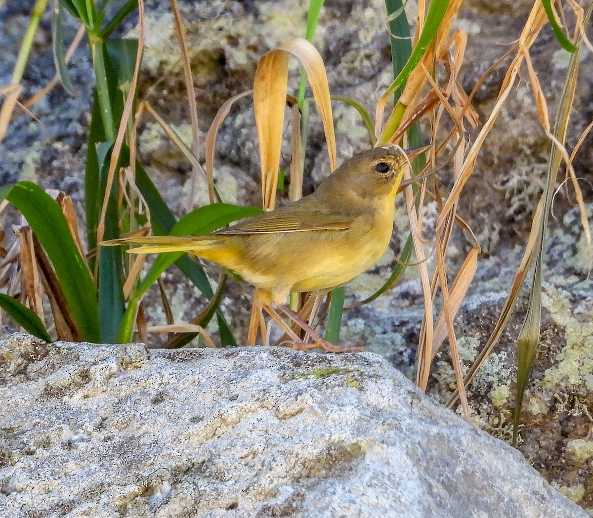 Weidengelbkehlchen [arizela-Gruppe] - ML408677821