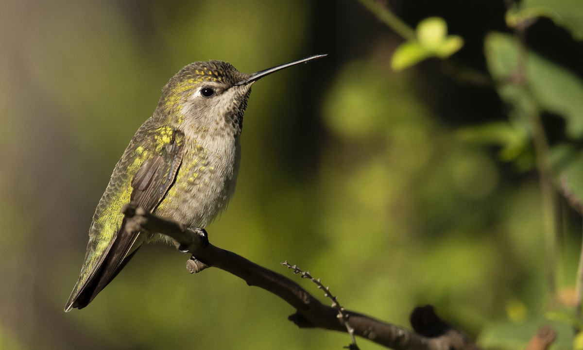 Anna's Hummingbird - Marky Mutchler