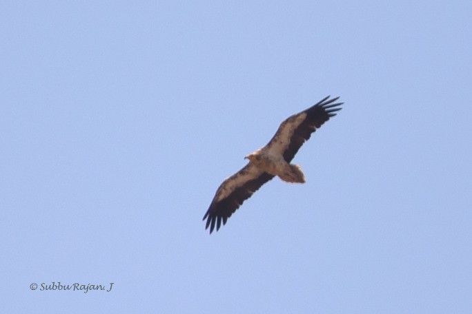 Egyptian Vulture - ML40867841