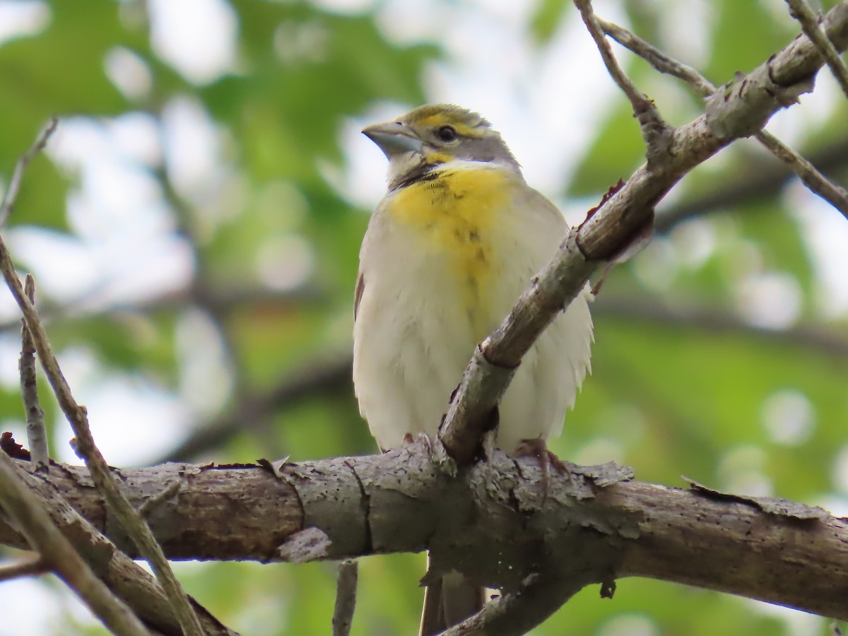 Dickcissel d'Amérique - ML408679141