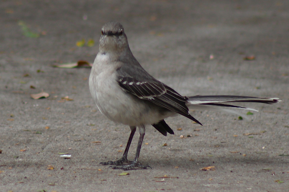 Northern Mockingbird - ML408680711