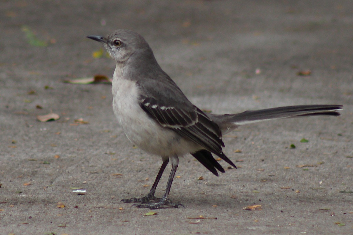 Northern Mockingbird - ML408680801