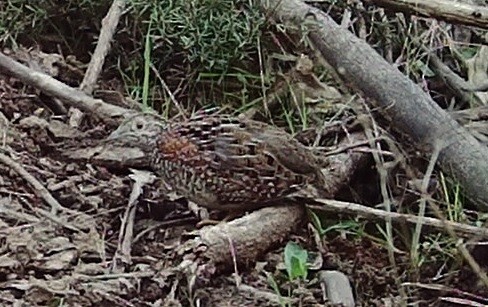 Painted Buttonquail - ML408681551