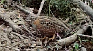 Painted Buttonquail - ML408681561