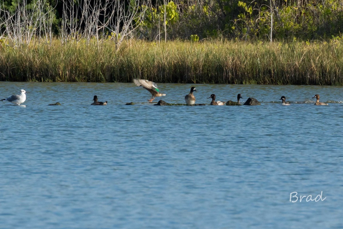 Lesser Scaup - ML40868211