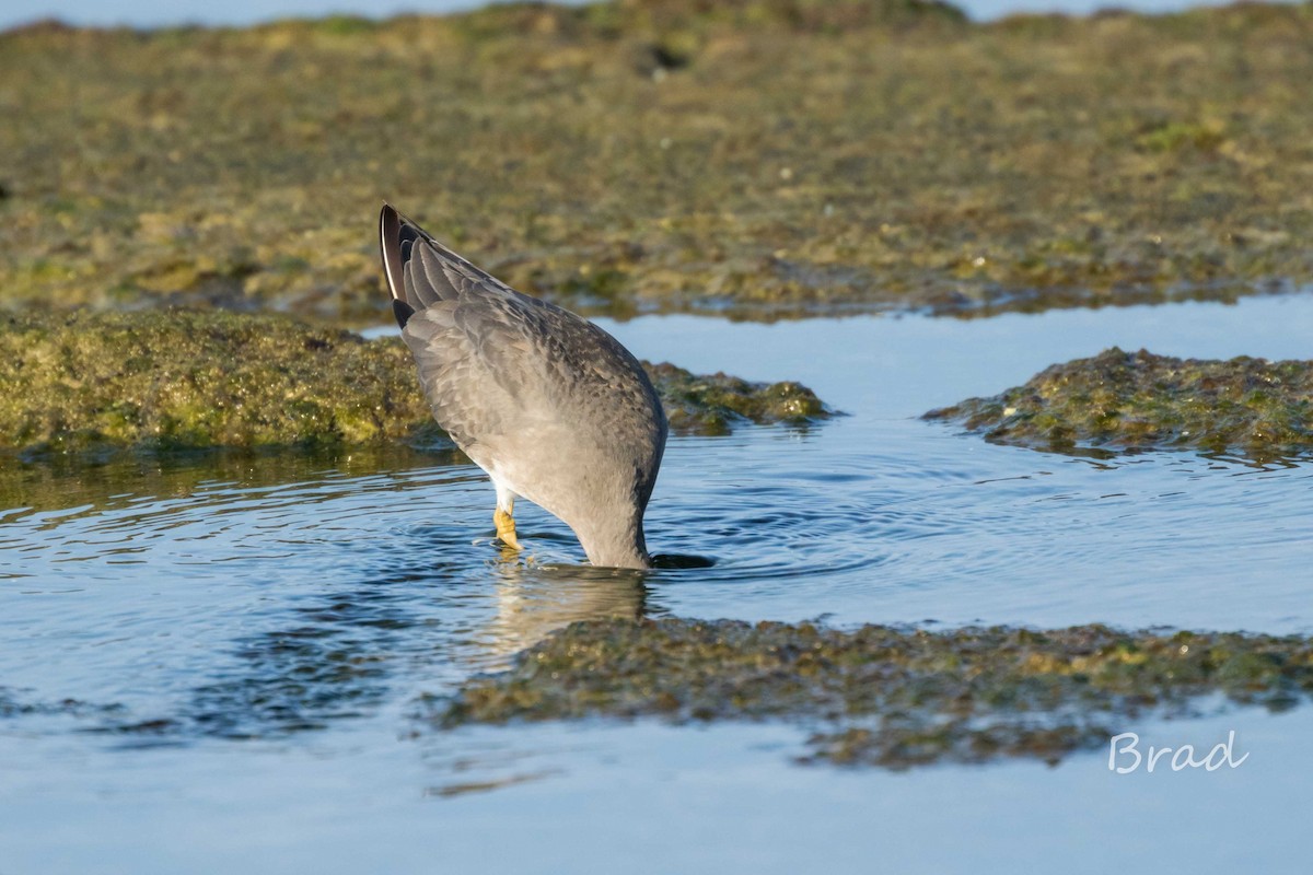 Wandering Tattler - ML40868261