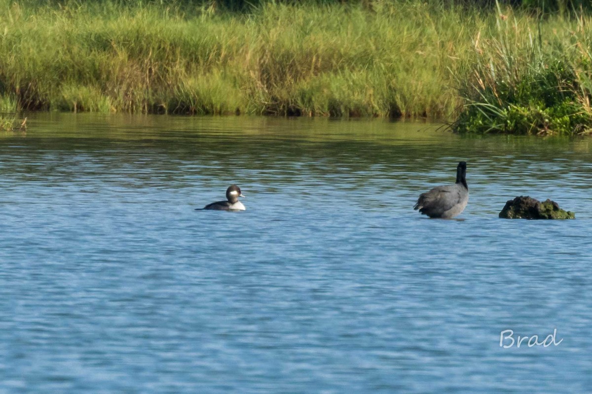 Bufflehead - Brad Argue