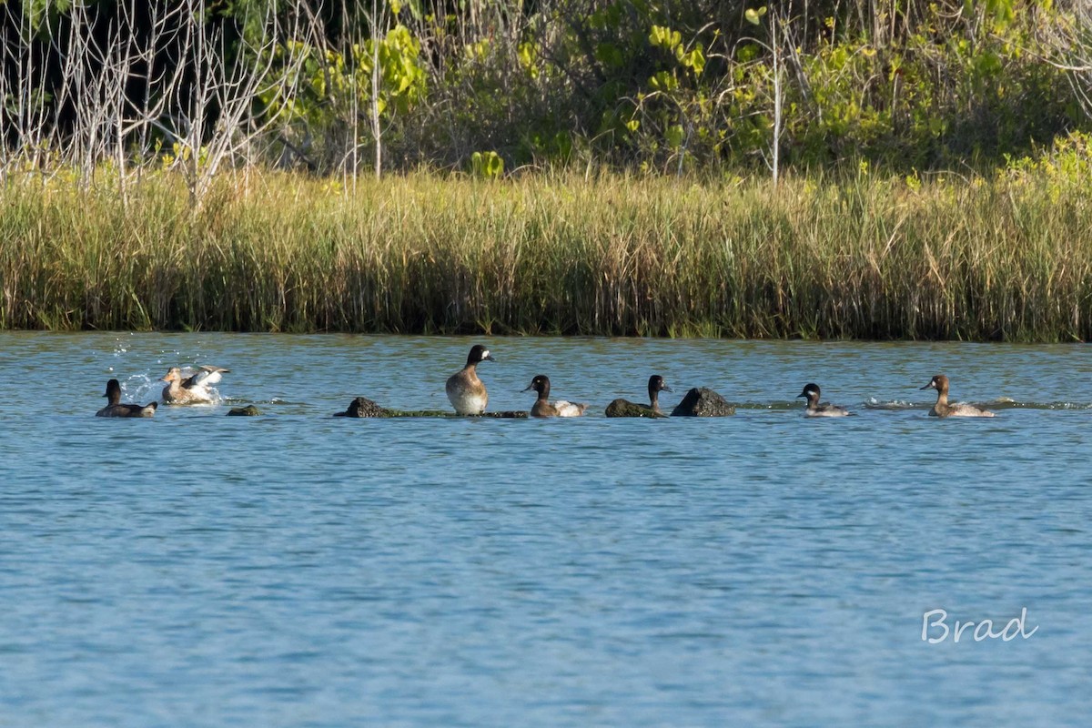 Bufflehead - ML40868371