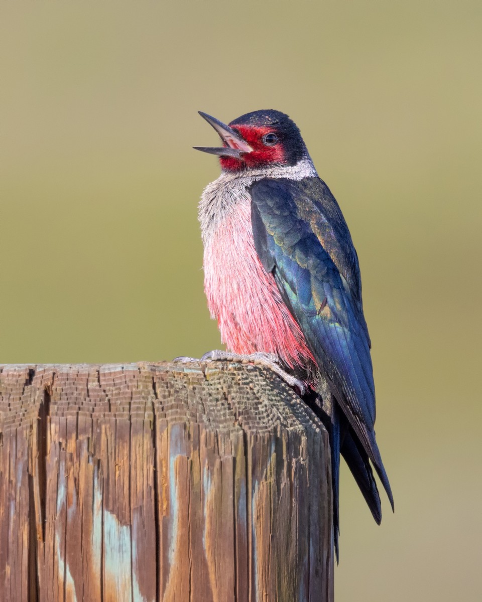 Lewis's Woodpecker - ML408684571